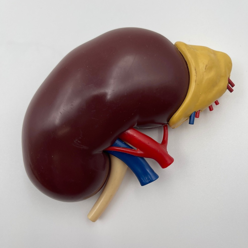 Vintage 1961 Merck & Co Medical Anatomical Kidney Model Pharmaceutical Decor